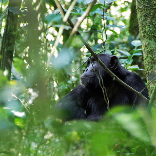 Kibale - Chimpanzee